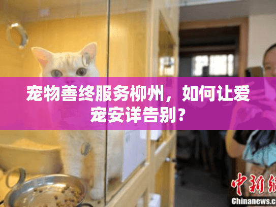 宠物善终服务柳州，如何让爱宠安详告别？