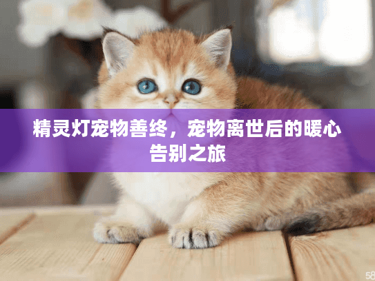 精灵灯宠物善终，宠物离世后的暖心告别之旅