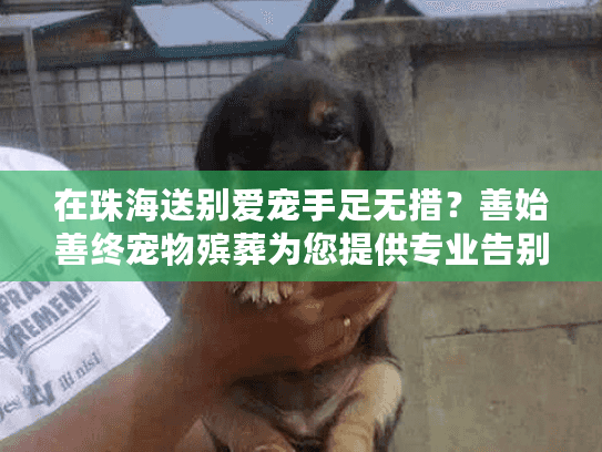 在珠海送别爱宠手足无措？善始善终宠物殡葬为您提供专业告别方案