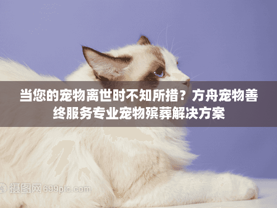 当您的宠物离世时不知所措？方舟宠物善终服务专业宠物殡葬解决方案