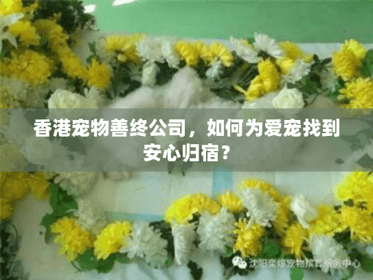 香港宠物善终公司，如何为爱宠找到安心归宿？