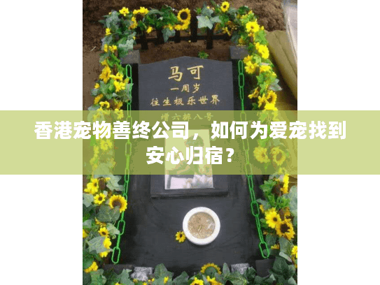 香港宠物善终公司，如何为爱宠找到安心归宿？