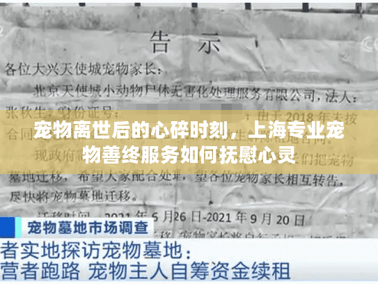宠物离世后的心碎时刻，上海专业宠物善终服务如何抚慰心灵
