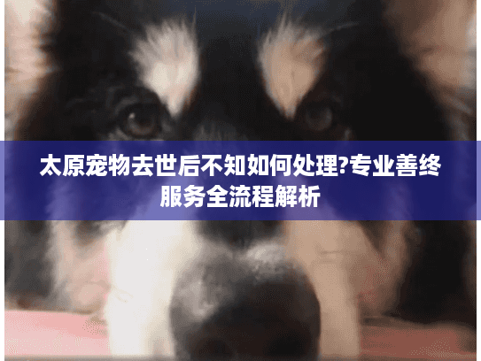 太原宠物去世后不知如何处理?专业善终服务全流程解析