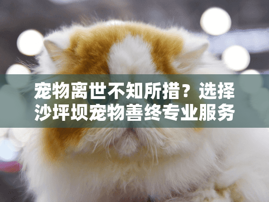 宠物离世不知所措？选择沙坪坝宠物善终专业服务