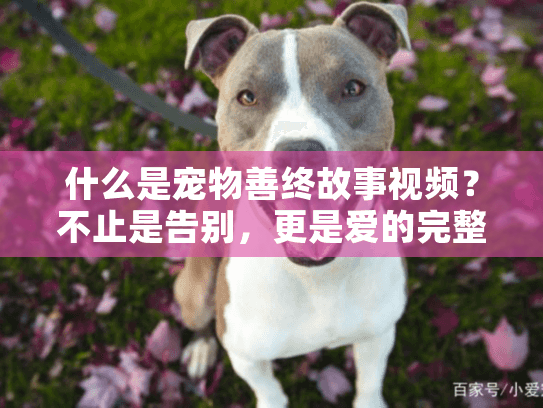 什么是宠物善终故事视频？不止是告别，更是爱的完整回顾
