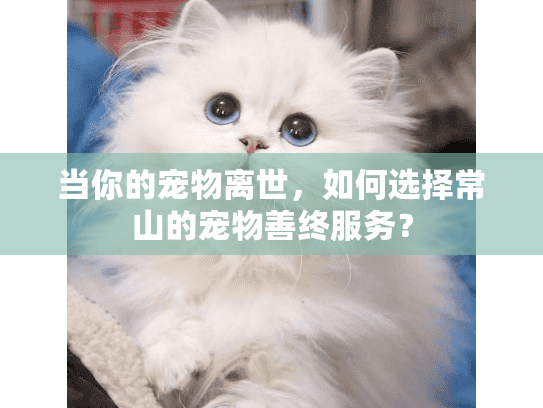 当你的宠物离世，如何选择常山的宠物善终服务？