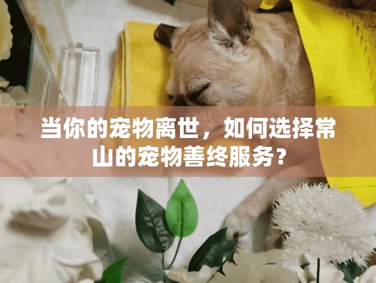 当你的宠物离世，如何选择常山的宠物善终服务？