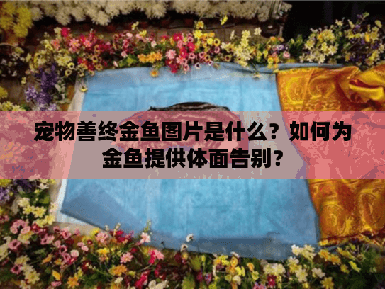 宠物善终金鱼图片是什么？如何为金鱼提供体面告别？