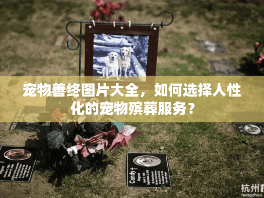 宠物善终图片大全，如何选择人性化的宠物殡葬服务？