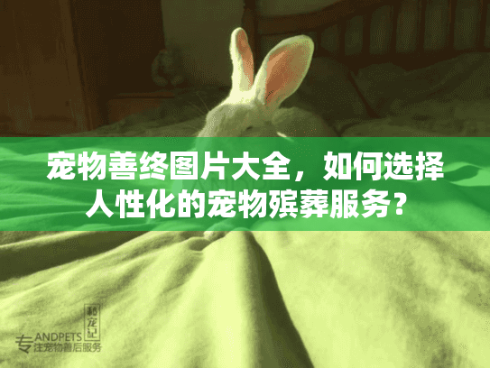 宠物善终图片大全，如何选择人性化的宠物殡葬服务？