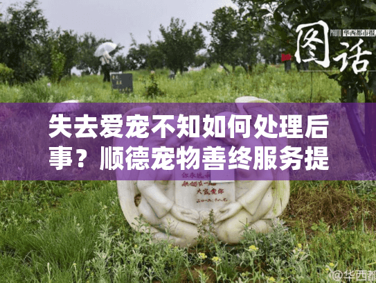失去爱宠不知如何处理后事？顺德宠物善终服务提供暖心专业方案