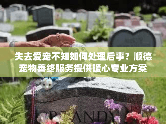 失去爱宠不知如何处理后事？顺德宠物善终服务提供暖心专业方案