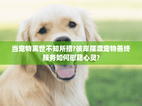 当宠物离世不知所措?彼岸摆渡宠物善终服务如何慰藉心灵?