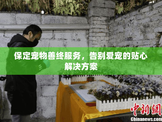 保定宠物善终服务，告别爱宠的贴心解决方案