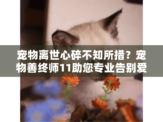 宠物离世心碎不知所措？宠物善终师11助您专业告别爱宠