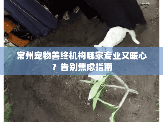 常州宠物善终机构哪家专业又暖心？告别焦虑指南