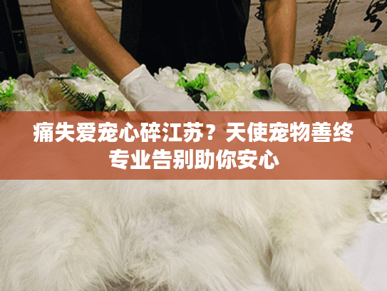 痛失爱宠心碎江苏？天使宠物善终专业告别助你安心