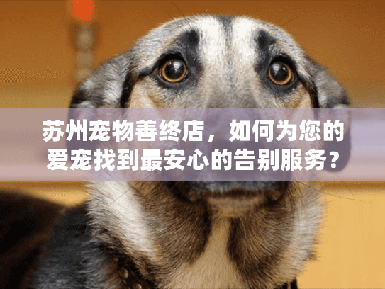 苏州宠物善终店，如何为您的爱宠找到最安心的告别服务？