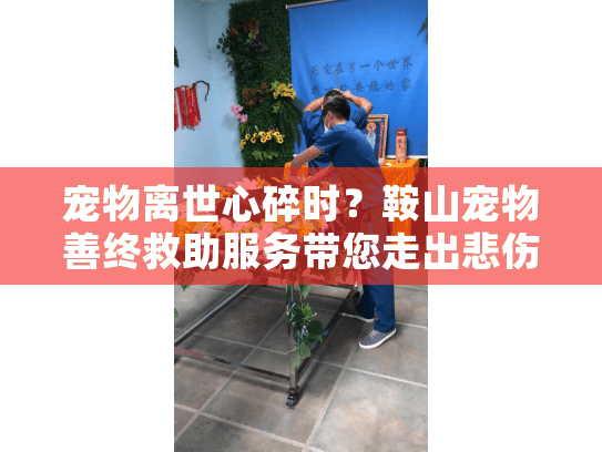 宠物离世心碎时？鞍山宠物善终救助服务带您走出悲伤