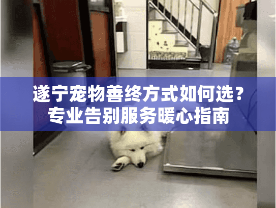 遂宁宠物善终方式如何选？专业告别服务暖心指南