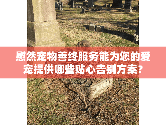 慰然宠物善终服务能为您的爱宠提供哪些贴心告别方案？