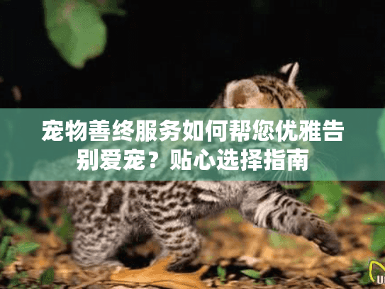 宠物善终服务如何帮您优雅告别爱宠？贴心选择指南