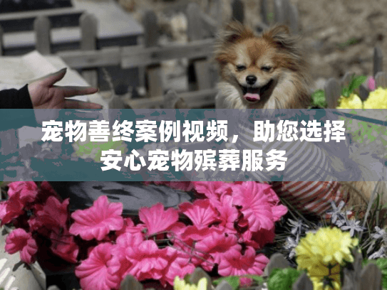 宠物善终案例视频，助您选择安心宠物殡葬服务
