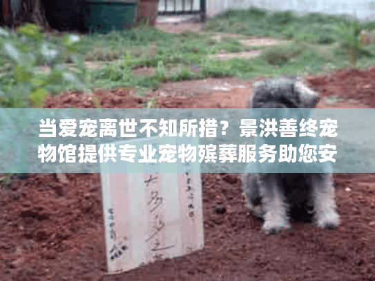 当爱宠离世不知所措？景洪善终宠物馆提供专业宠物殡葬服务助您安心