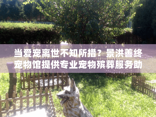 当爱宠离世不知所措？景洪善终宠物馆提供专业宠物殡葬服务助您安心