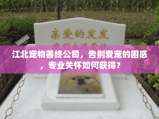 江北宠物善终公司，告别爱宠的困惑，专业关怀如何获得？