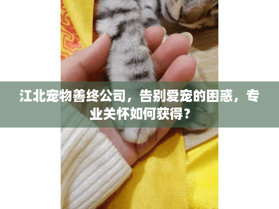 江北宠物善终公司，告别爱宠的困惑，专业关怀如何获得？