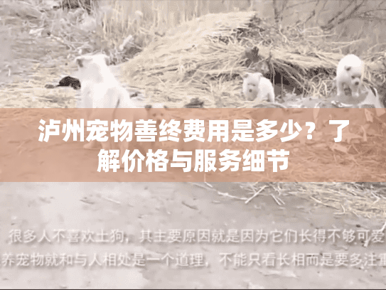 泸州宠物善终费用是多少？了解价格与服务细节