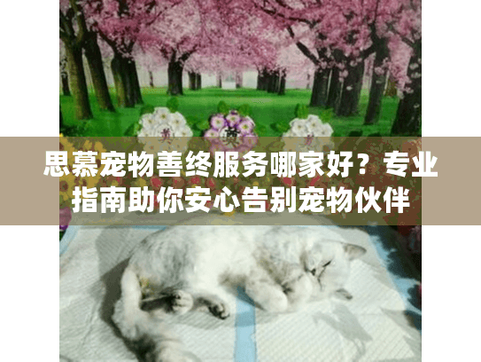 思慕宠物善终服务哪家好？专业指南助你安心告别宠物伙伴