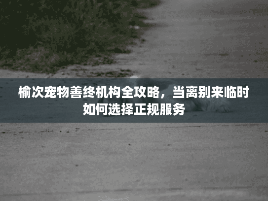 榆次宠物善终机构全攻略，当离别来临时如何选择正规服务