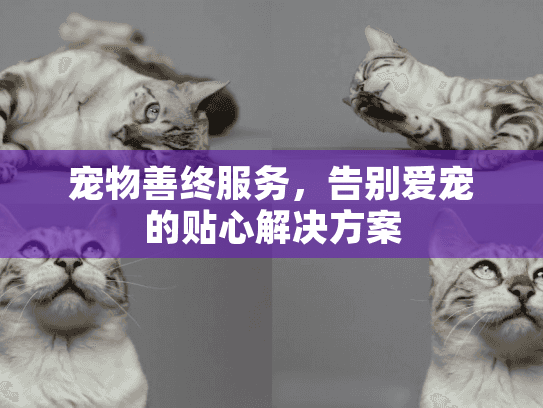 宠物善终服务，告别爱宠的贴心解决方案