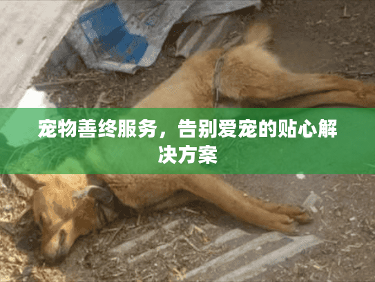 宠物善终服务，告别爱宠的贴心解决方案