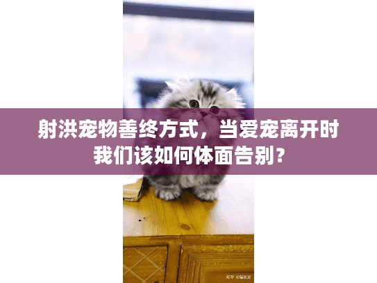 射洪宠物善终方式，当爱宠离开时我们该如何体面告别？