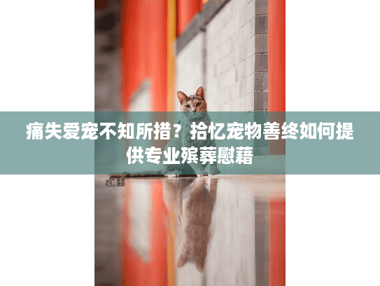 痛失爱宠不知所措？拾忆宠物善终如何提供专业殡葬慰藉