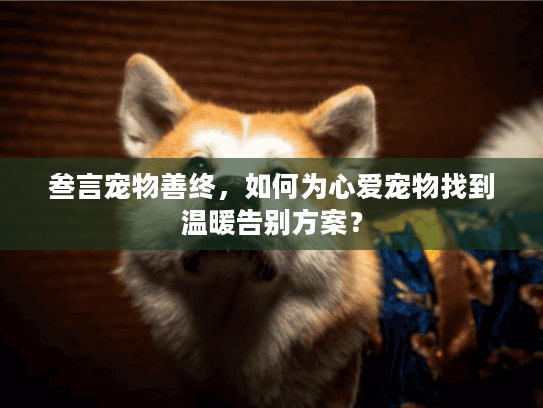 叁言宠物善终，如何为心爱宠物找到温暖告别方案？