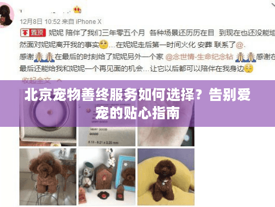 北京宠物善终服务如何选择？告别爱宠的贴心指南