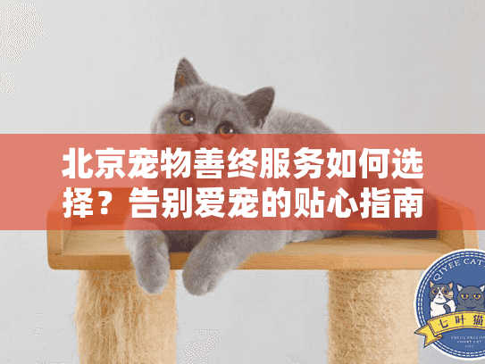 北京宠物善终服务如何选择？告别爱宠的贴心指南