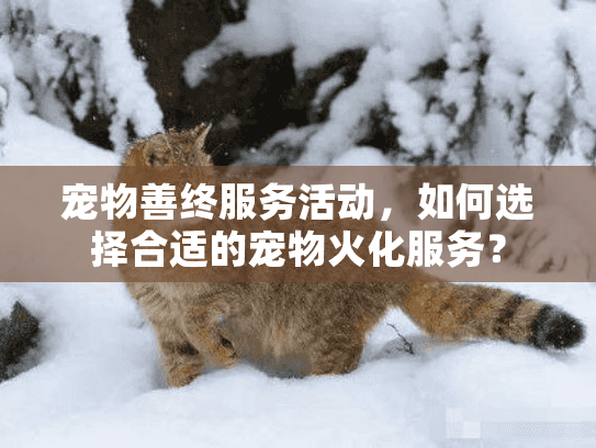 宠物善终服务活动，如何选择合适的宠物火化服务？