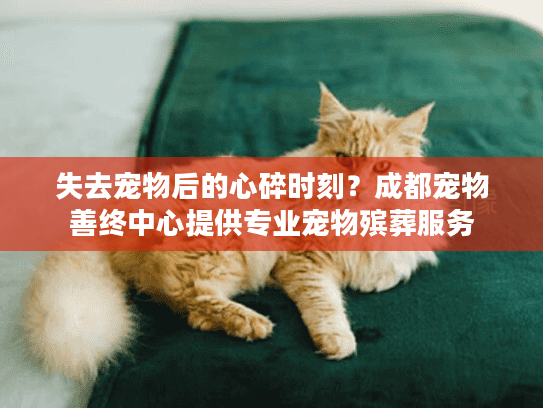 失去宠物后的心碎时刻？成都宠物善终中心提供专业宠物殡葬服务