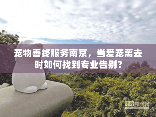宠物善终服务南京，当爱宠离去时如何找到专业告别？