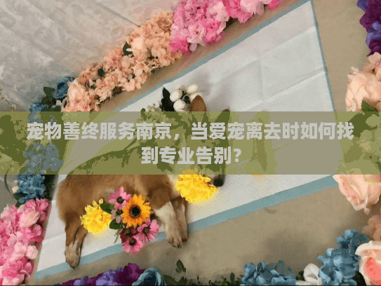 宠物善终服务南京，当爱宠离去时如何找到专业告别？
