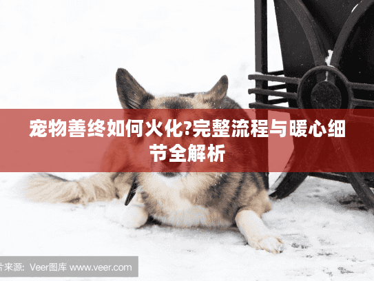 宠物善终如何火化?完整流程与暖心细节全解析