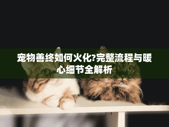 宠物善终如何火化?完整流程与暖心细节全解析