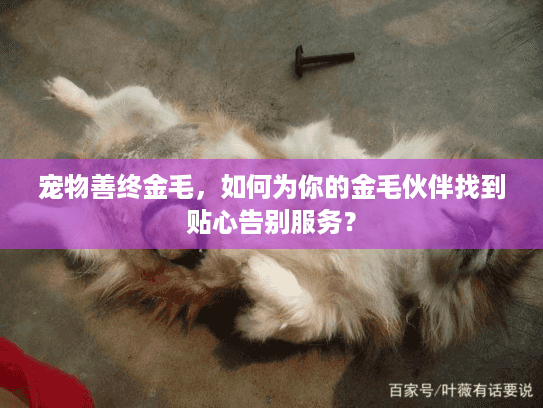 宠物善终金毛，如何为你的金毛伙伴找到贴心告别服务？