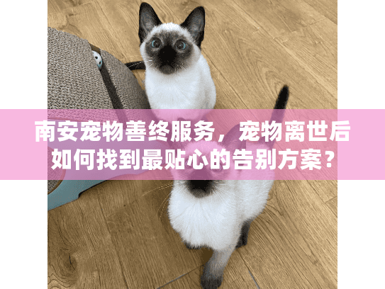 南安宠物善终服务，宠物离世后如何找到最贴心的告别方案？